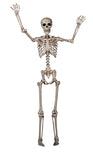 5 FT POSEABLE SKELETON