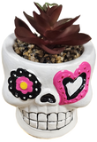 4.5" SUGAR SKULL SUCCULENT ASSORTMENT