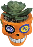 4.5" SUGAR SKULL SUCCULENT ASSORTMENT