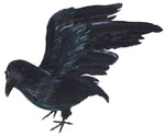 STANDING CROW WITH OPEN WINGS