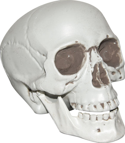 SKULL WITH MOVABLE JAW